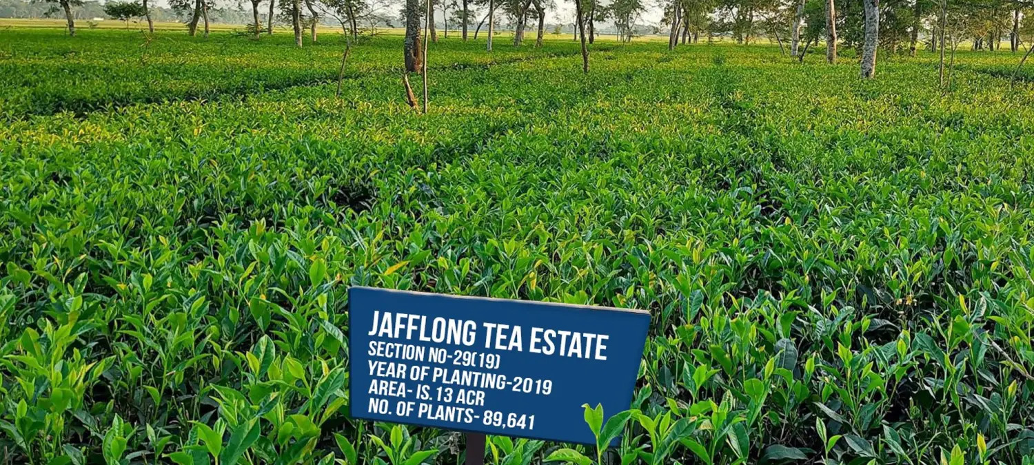 Jafflong Tea Company Ltd.