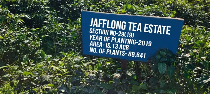 Jafflong Tea Company Ltd.